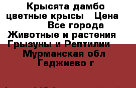 Крысята дамбо цветные крысы › Цена ­ 250 - Все города Животные и растения » Грызуны и Рептилии   . Мурманская обл.,Гаджиево г.